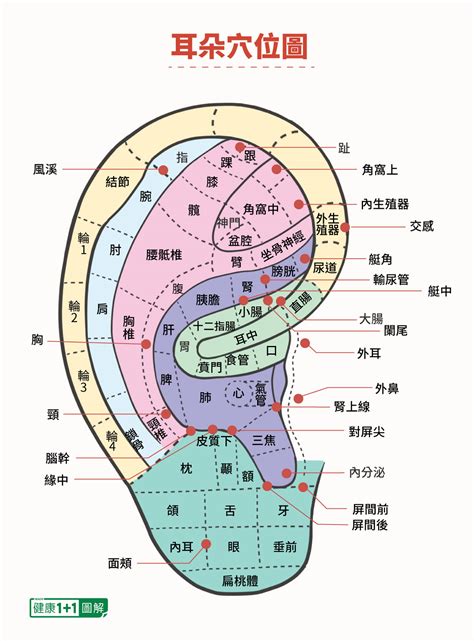 耳穴道